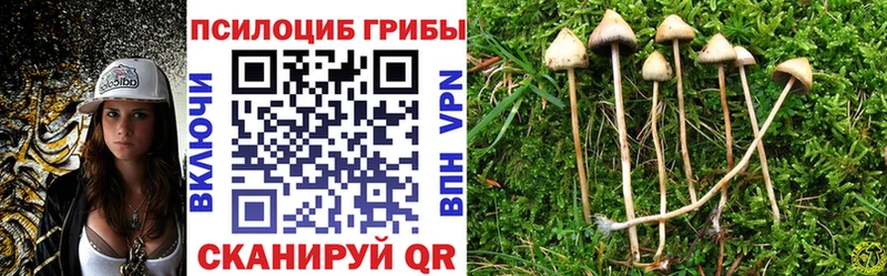 Купить Вышний Волочёк Псилоцибиновые грибы Psilocybe